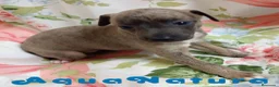 Pequeño Lebrel Italiano perros en venta: Lebrel Italiano Hembra 1833 AQUANATURA - Anuncio 2