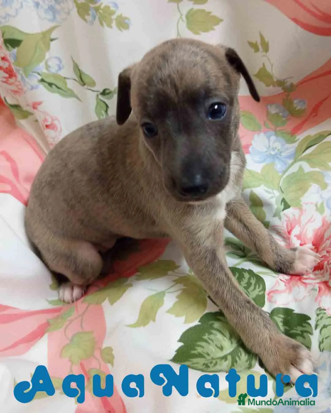 Pequeño Lebrel Italiano perros en venta: Lebrel Italiano Hembra 1833 AQUANATURA - Anuncio 2