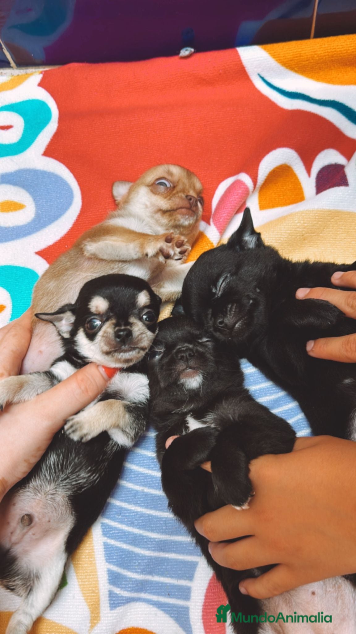 Chihuahua perros Chihuhua toy - Anuncio 2