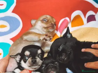 Chihuahua perros Chihuhua toy - Anuncio 15
