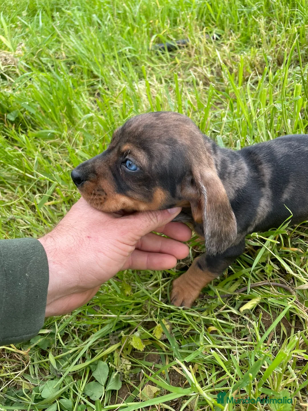 Teckel Miniatura perros en venta: Teckel mini macho  - Anuncio 2