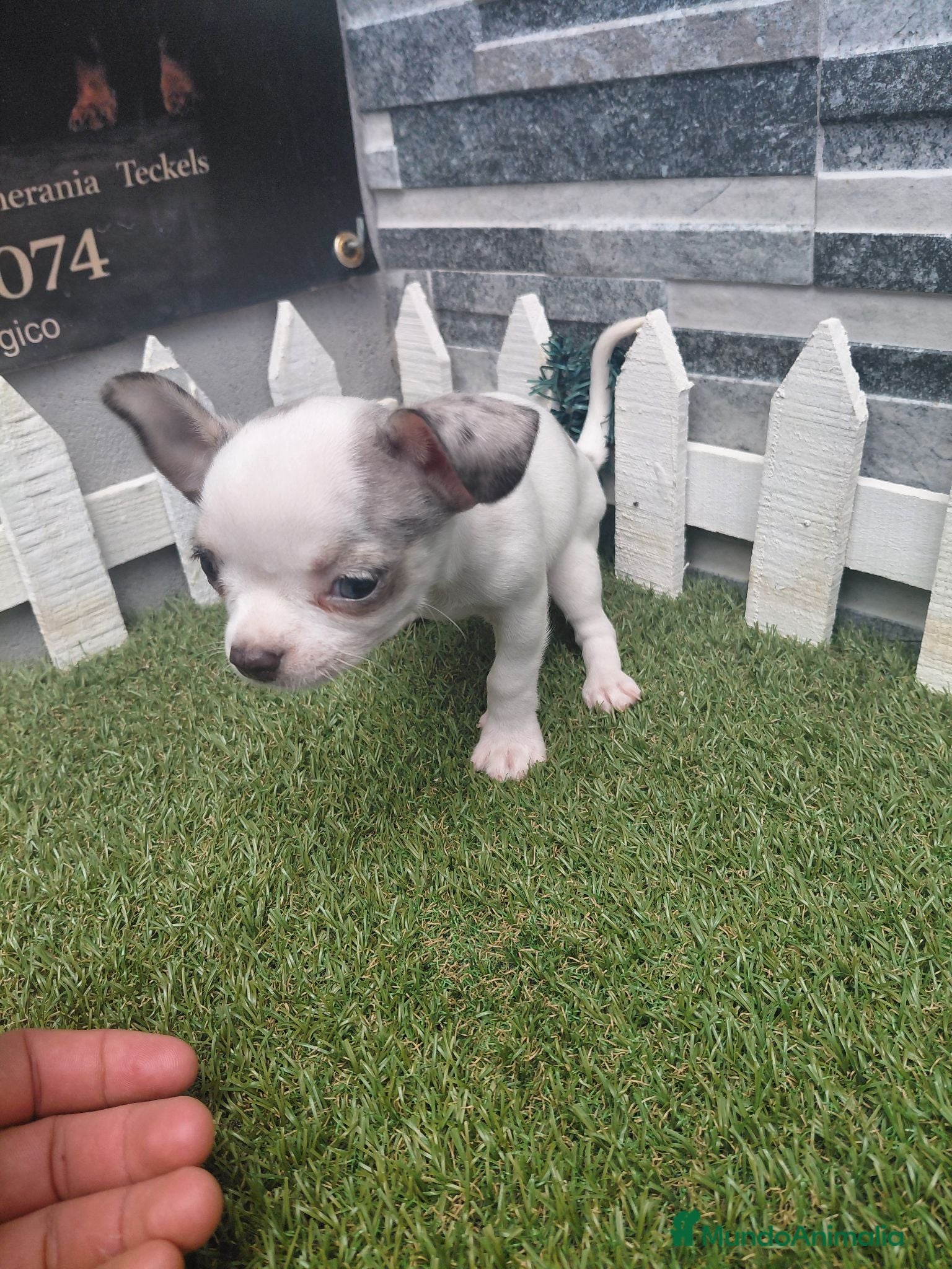 Chihuahua perros CHIHUAHUA ECONOMICO - Anuncio 1