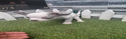 Chihuahua perros en venta: CHIHUAHUA ECONOMICO - Anuncio 1