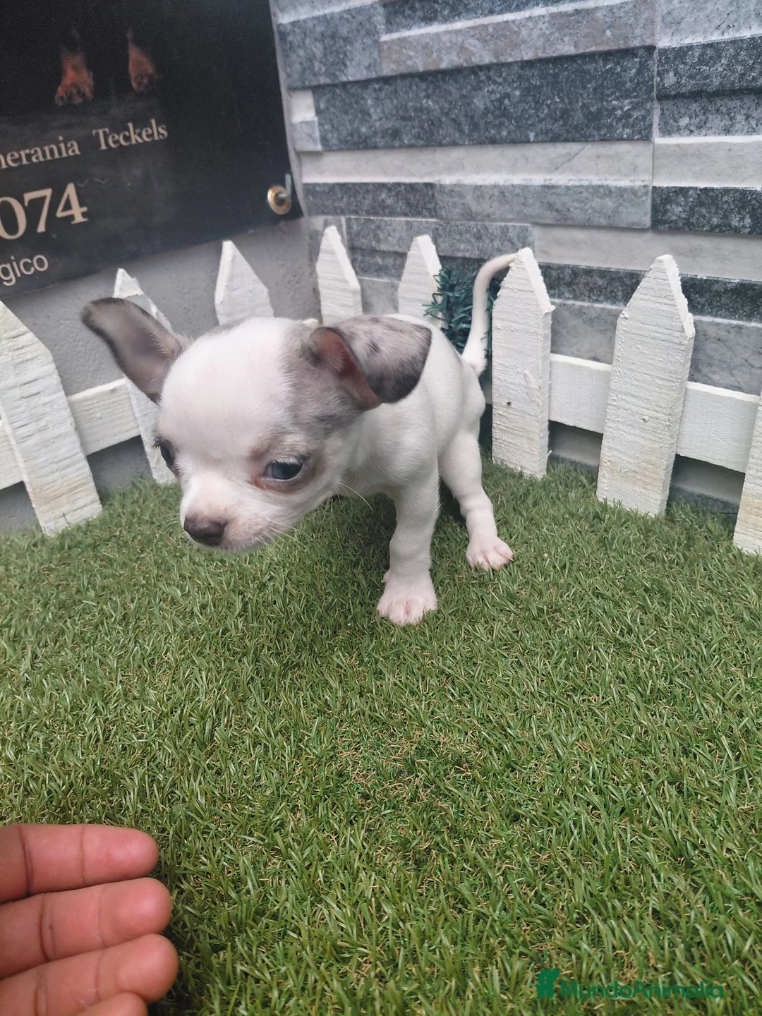 Chihuahua perros en venta: CHIHUAHUA ECONOMICO - Anuncio 1