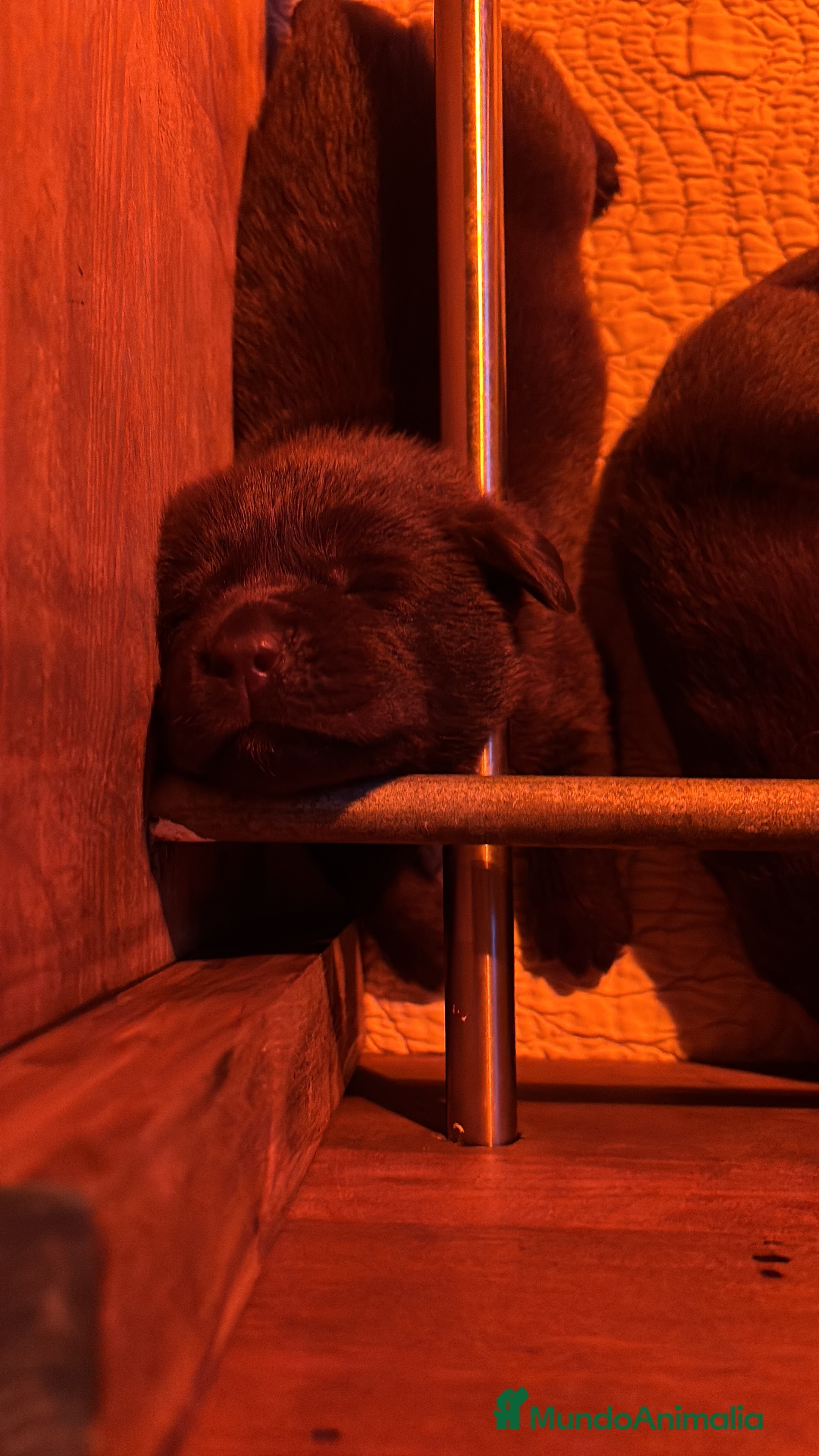 Labrador Retriever perros Camada espectacular de labradores chocolate - Anuncio 1