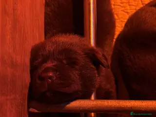 Labrador Retriever perros Camada espectacular de labradores chocolate - Anuncio 4