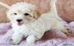 Maltipoo perros en venta: MALTIPOO  - Imagen 4