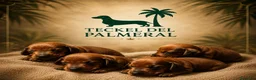 Teckel perros en venta: TECKEL KANINCHEN  - Anuncio 10