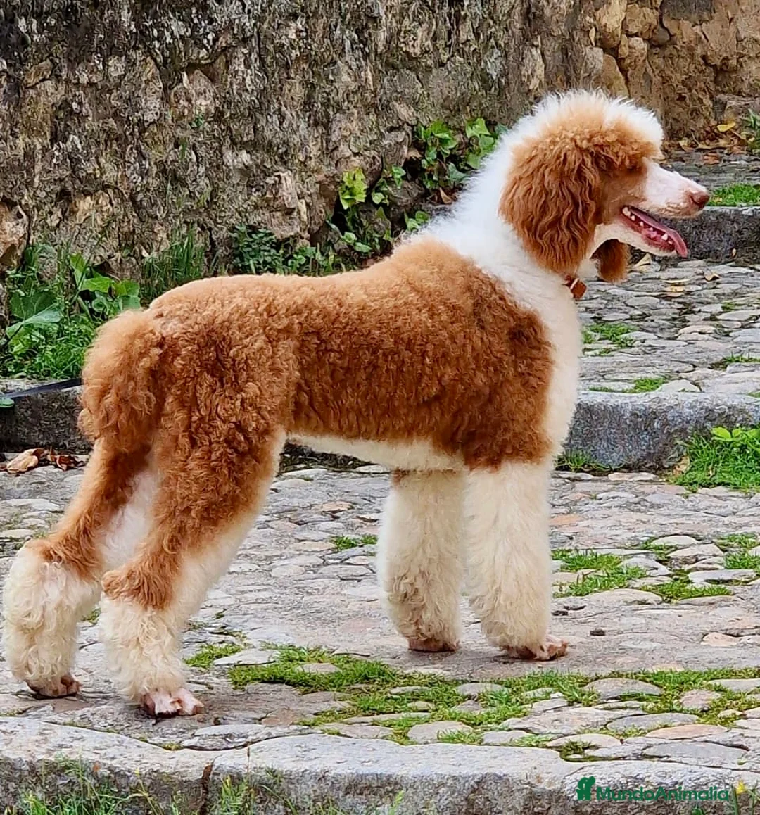 Imagen de galería {{count}}