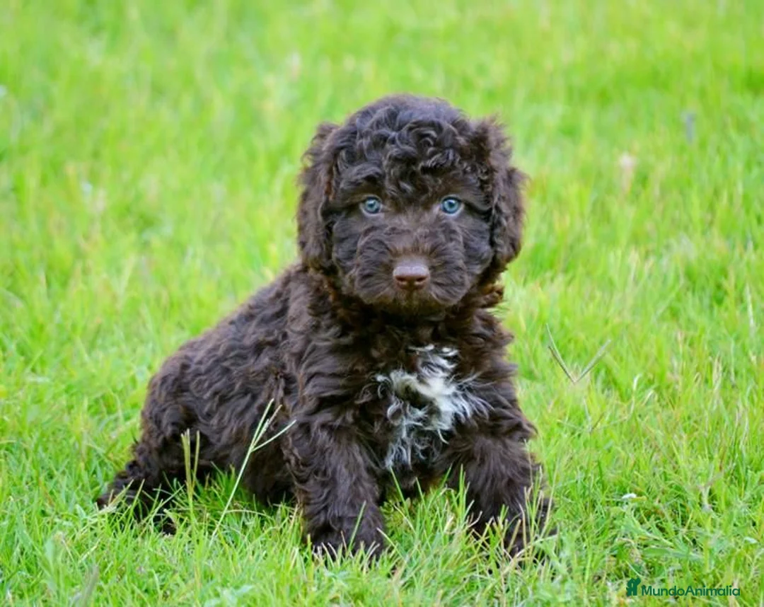 Perro de Agua Español perros en venta: CAMADA DE PERRO DE AGUA ESPAÑOL  - Anuncio 2