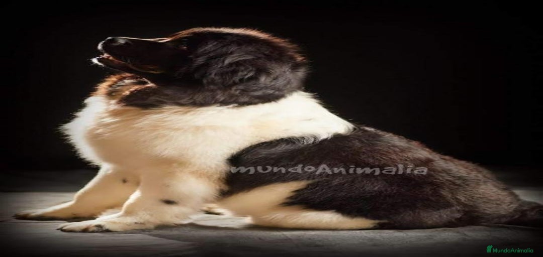 Imagen de galería {{count}}