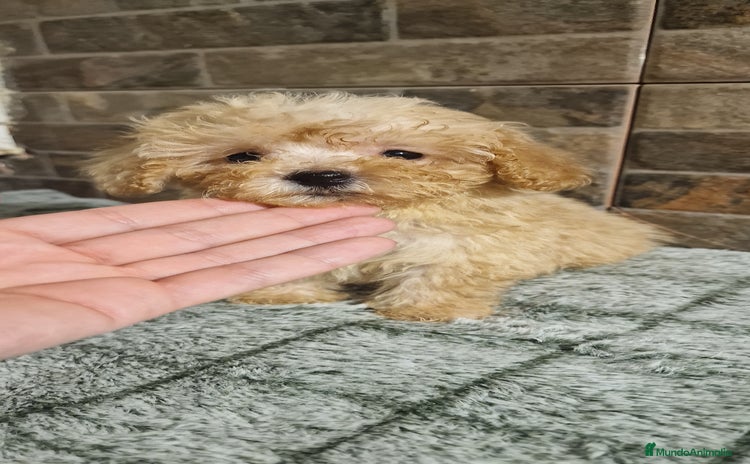 Caniche Toy perros - Anuncio 2
