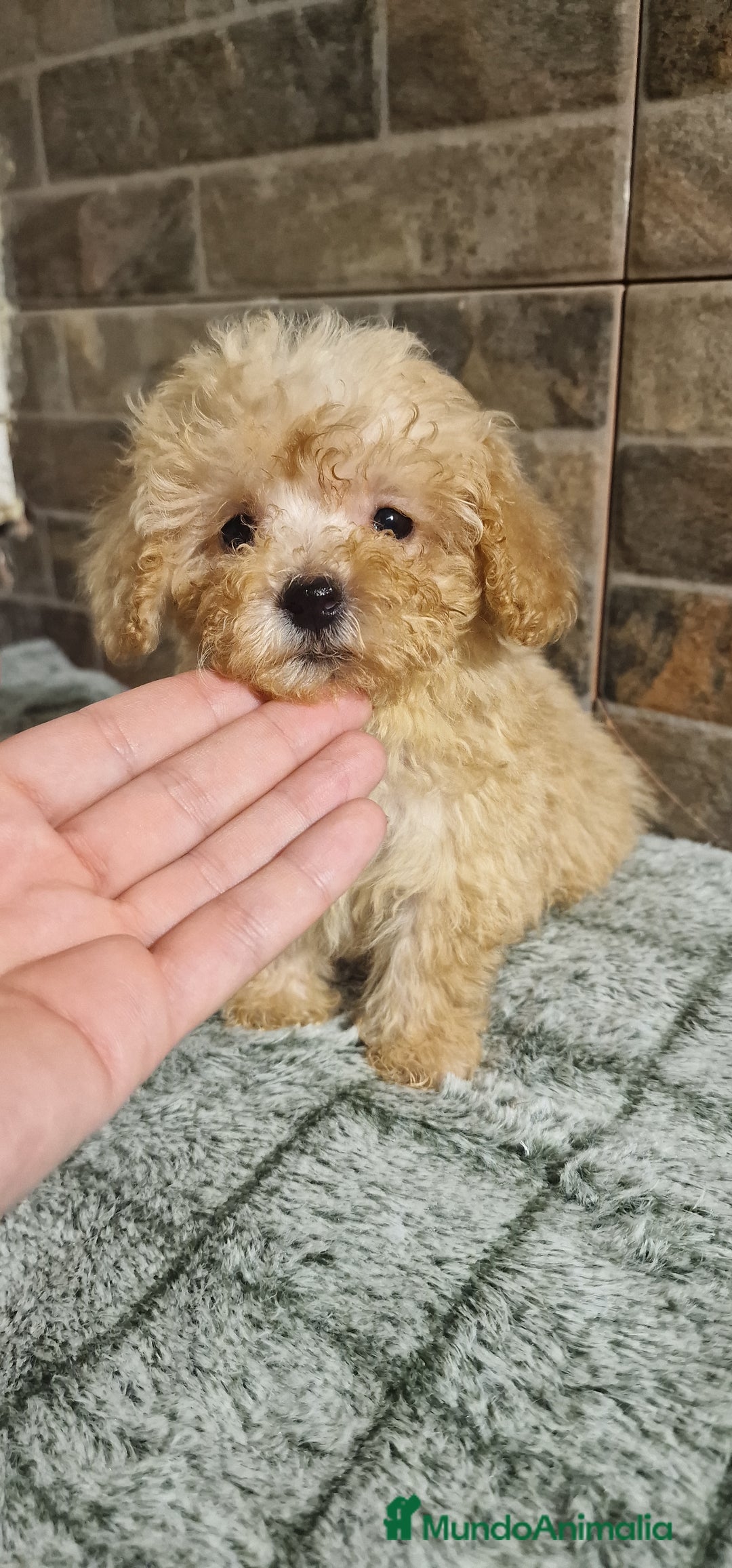 Caniche Toy perros en venta: HEMBRA MINI/TOY - Imagen 1
