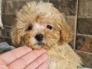 Caniche Toy perros - Anuncio 13