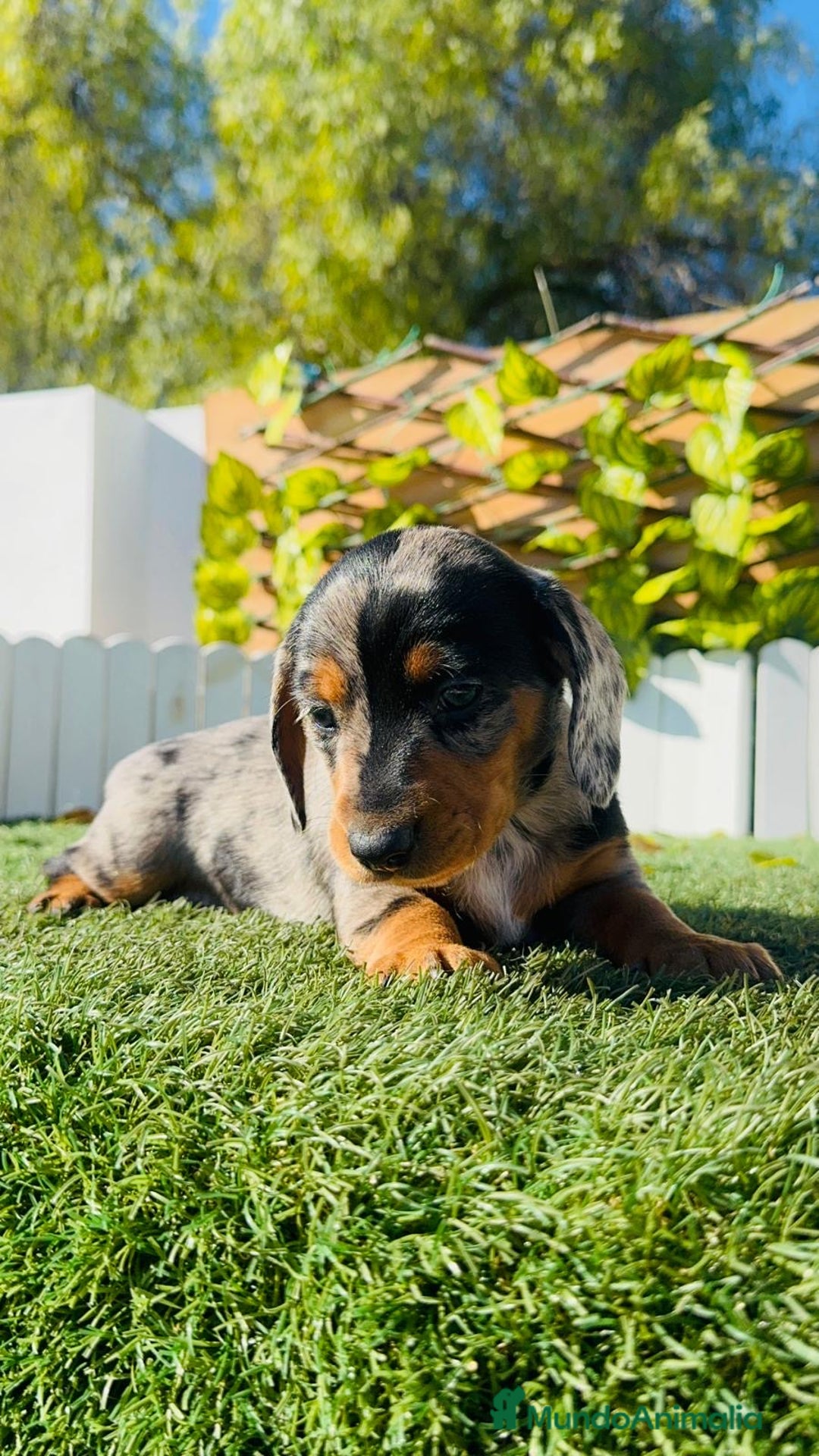 Teckel Miniatura perros en venta: TECKEL MINIATURA HEMBRA  - Anuncio 20