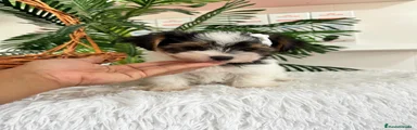 Yorkshire Terrier 1