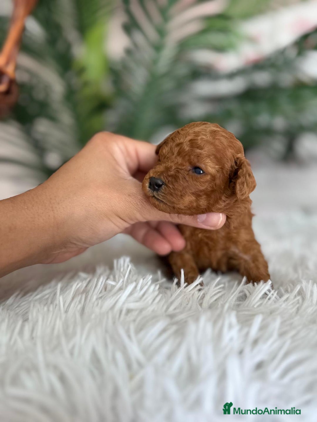 Caniche Toy perros en venta: CANICHE TOY ROJO - Anuncio 3