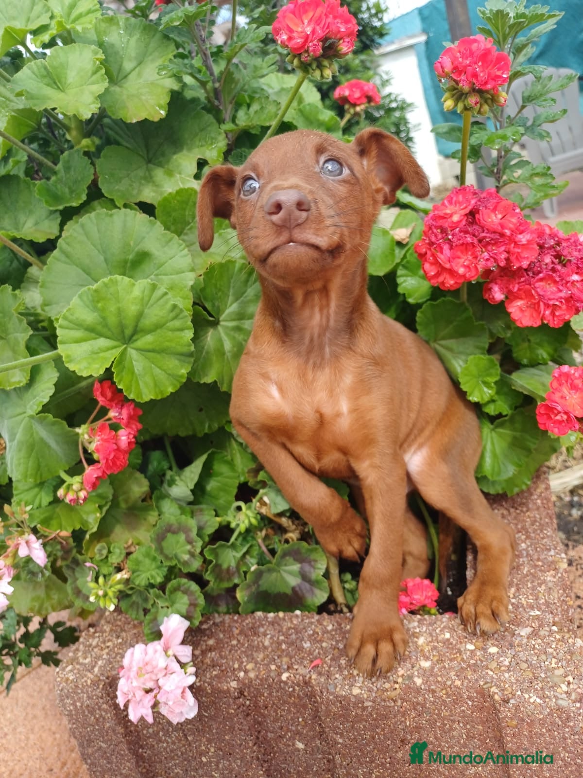 Pinscher Miniatura perros Mini pinscher rojo disponible 🔥🐶🐾 - Anuncio 2