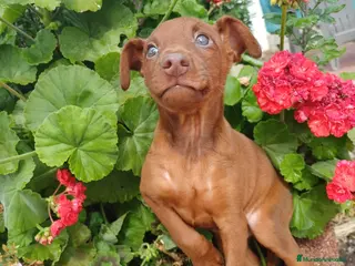 Pinscher Miniatura perros Mini pinscher rojo disponible 🔥🐶🐾 - Anuncio 21