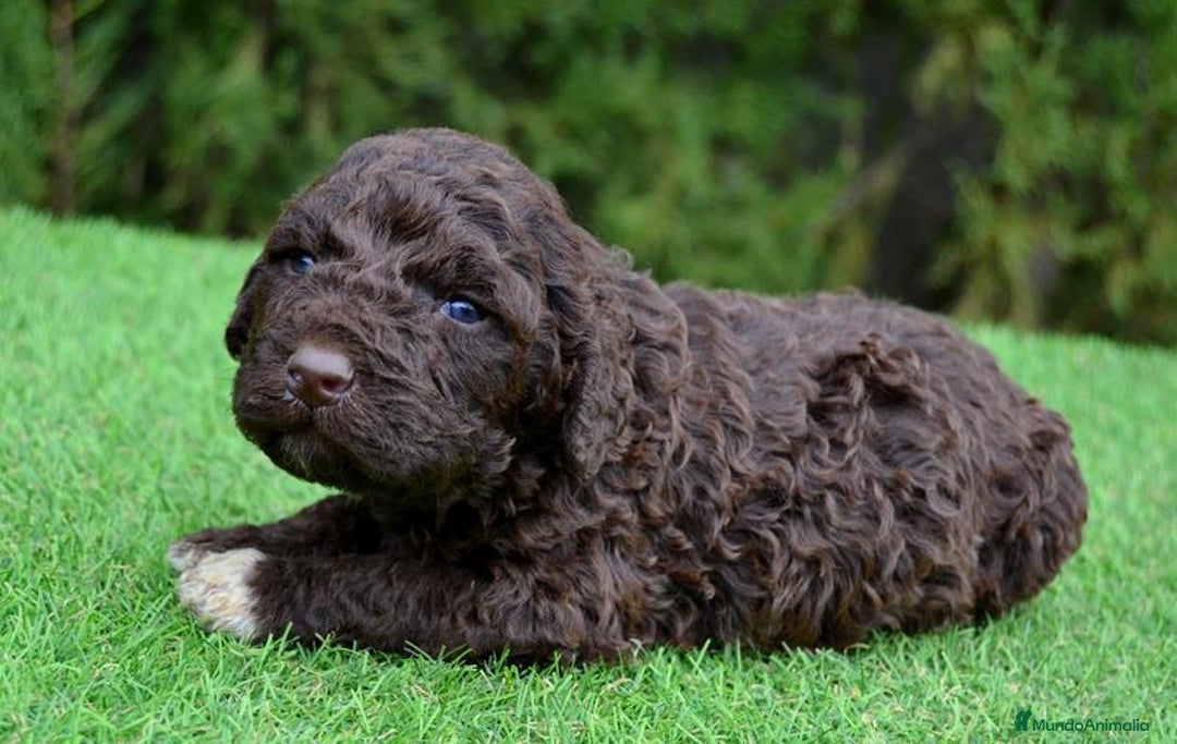 Perro de Agua Español perros en venta: Cachorros de perro de agua  - Anuncio 4