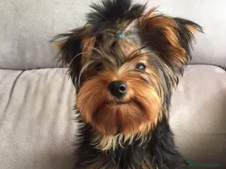 Yorkshire Terrier perros yorkshire del valle caprice - Anuncio 1