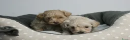 Maltipoo perros en venta: CACHORROS DE MALTIPOO  - Anuncio 5
