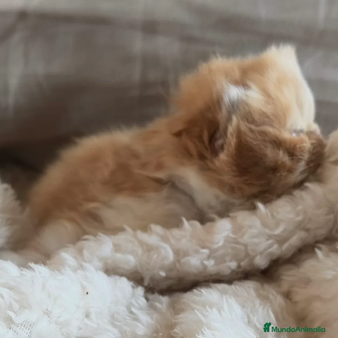 Persa gatos en venta: Persa Doll Face  - Anuncio 3