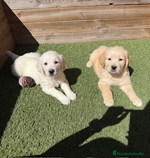 Golden Retriever perros GOLDEN  en Barcelona - Anuncio 5