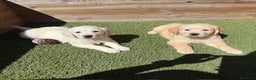 Golden Retriever perros en venta: GOLDEN  en Barcelona - Anuncio 1