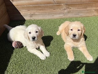 Golden Retriever perros en Barcelona - Anuncio 23