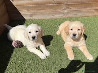 Golden Retriever perros GOLDEN en Barcelona - Anuncio 16