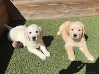 Golden Retriever perros GOLDEN en Barcelona - Anuncio 2