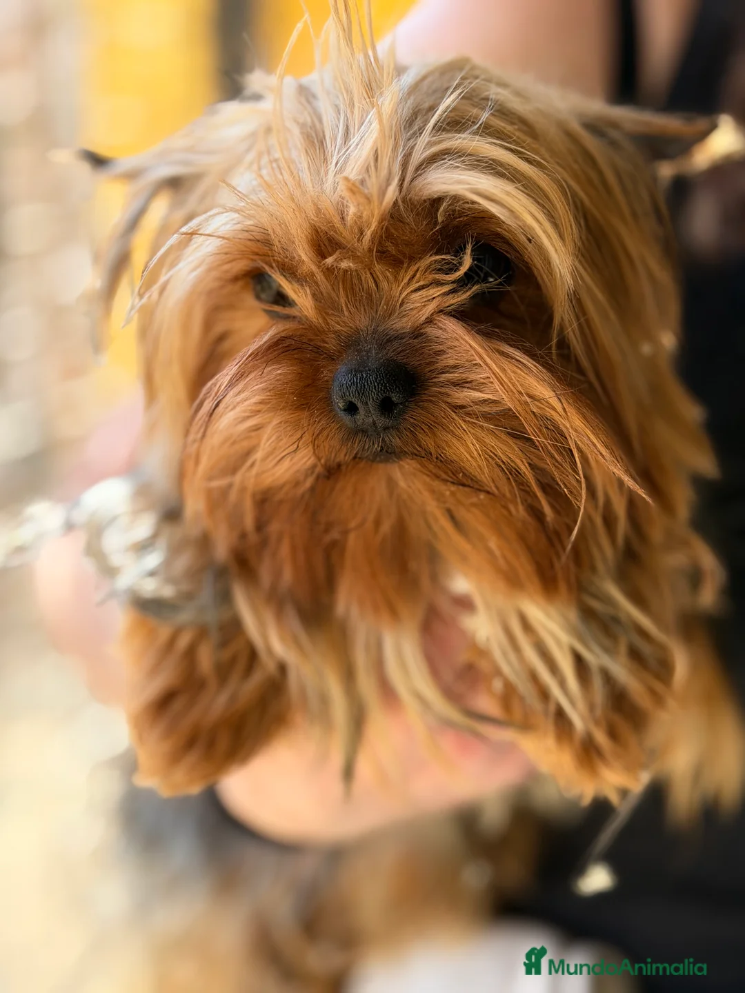 Yorkshire Terrier perros en venta: Yorkshire hembra ADOPCION - Anuncio 1