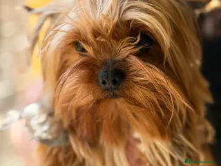 Yorkshire Terrier perros Yorkshire hembra ADOPCION - Anuncio 1