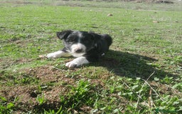 Border Collie perros en venta: BORDER COLLIE - Imagen 12