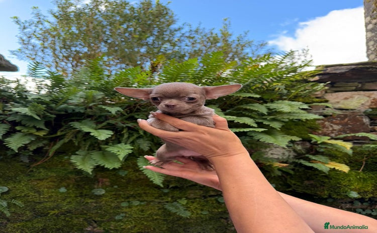 Chihuahua perros Hembrita Chihuahua Miniatura  - Anuncio 1