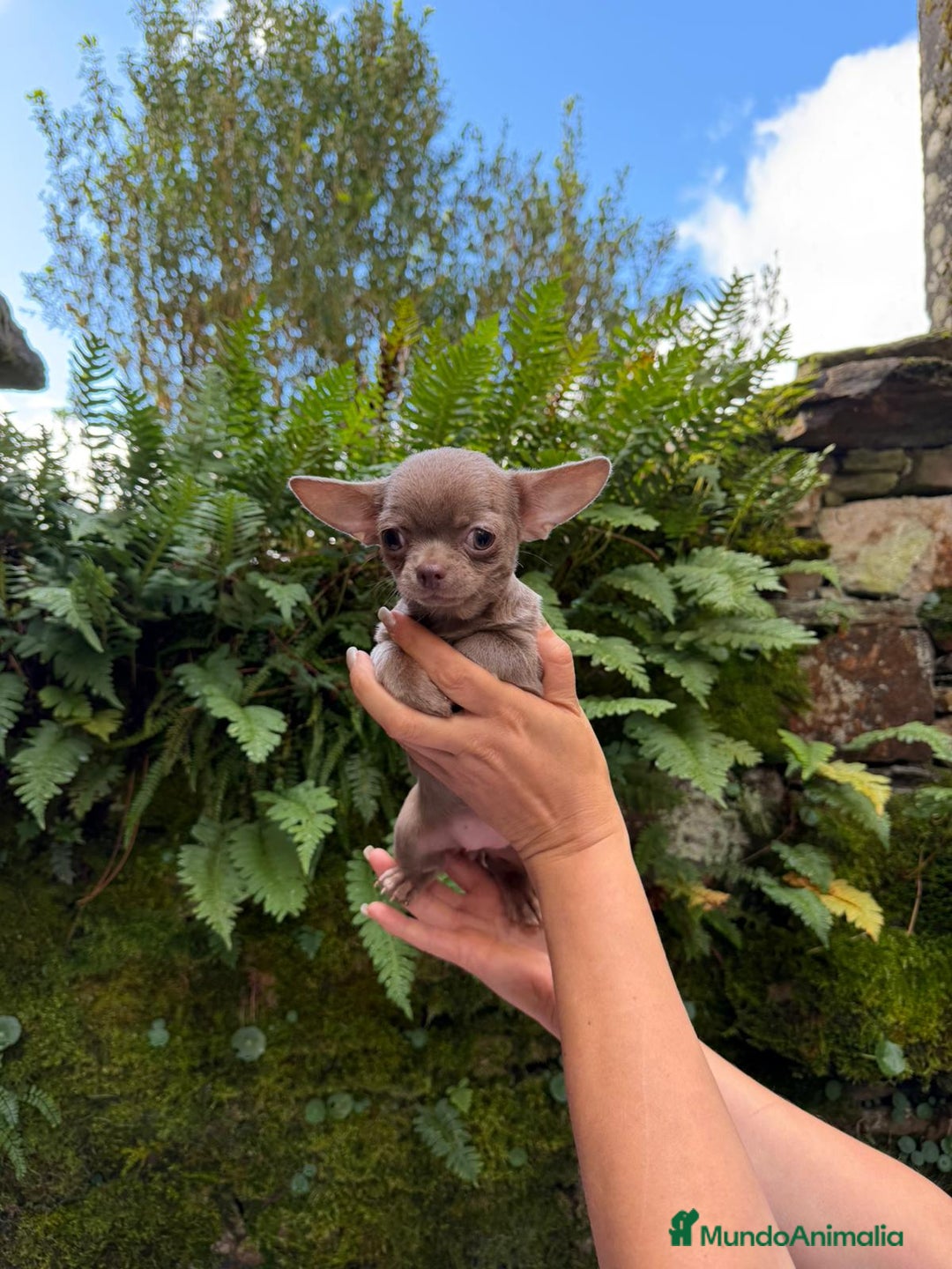 Chihuahua perros en venta: Hembrita Chihuahua Miniatura  - Anuncio 1