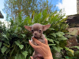 Chihuahua perros Hembrita Chihuahua Miniatura - Anuncio 2