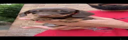 Teckel perros en venta: TECKEL KANINCHEN TECKEL DEL PALMERAL  en Barcelona - Anuncio 2