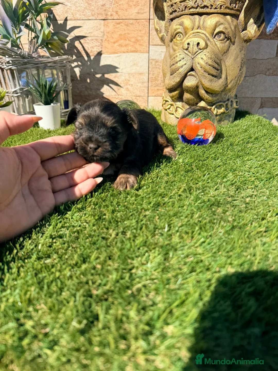 Yorkshire Terrier perros en venta: Yorkshire  - Anuncio 2