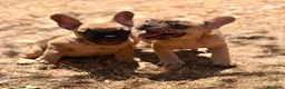Bulldog Francés perros en venta: BULLDOG FRANCÉS FAWN DISPONIBLES - Anuncio 1