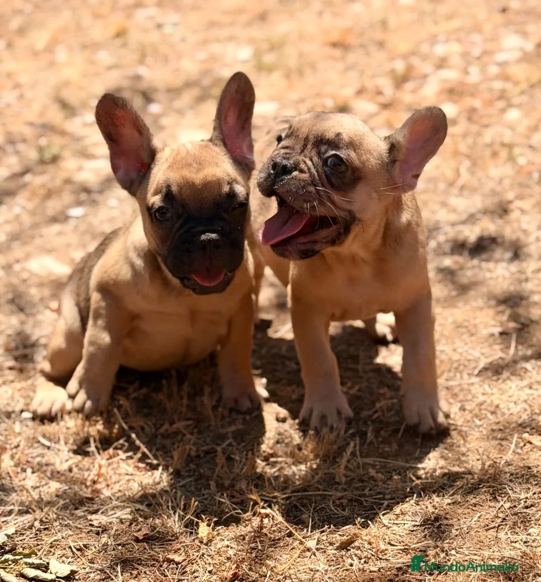 Bulldog Francés perros en venta: BULLDOG FRANCÉS FAWN DISPONIBLES - Anuncio 1