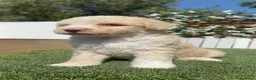 Perro de Agua Español perros en venta: PERRO DE AGUA  - Anuncio 11