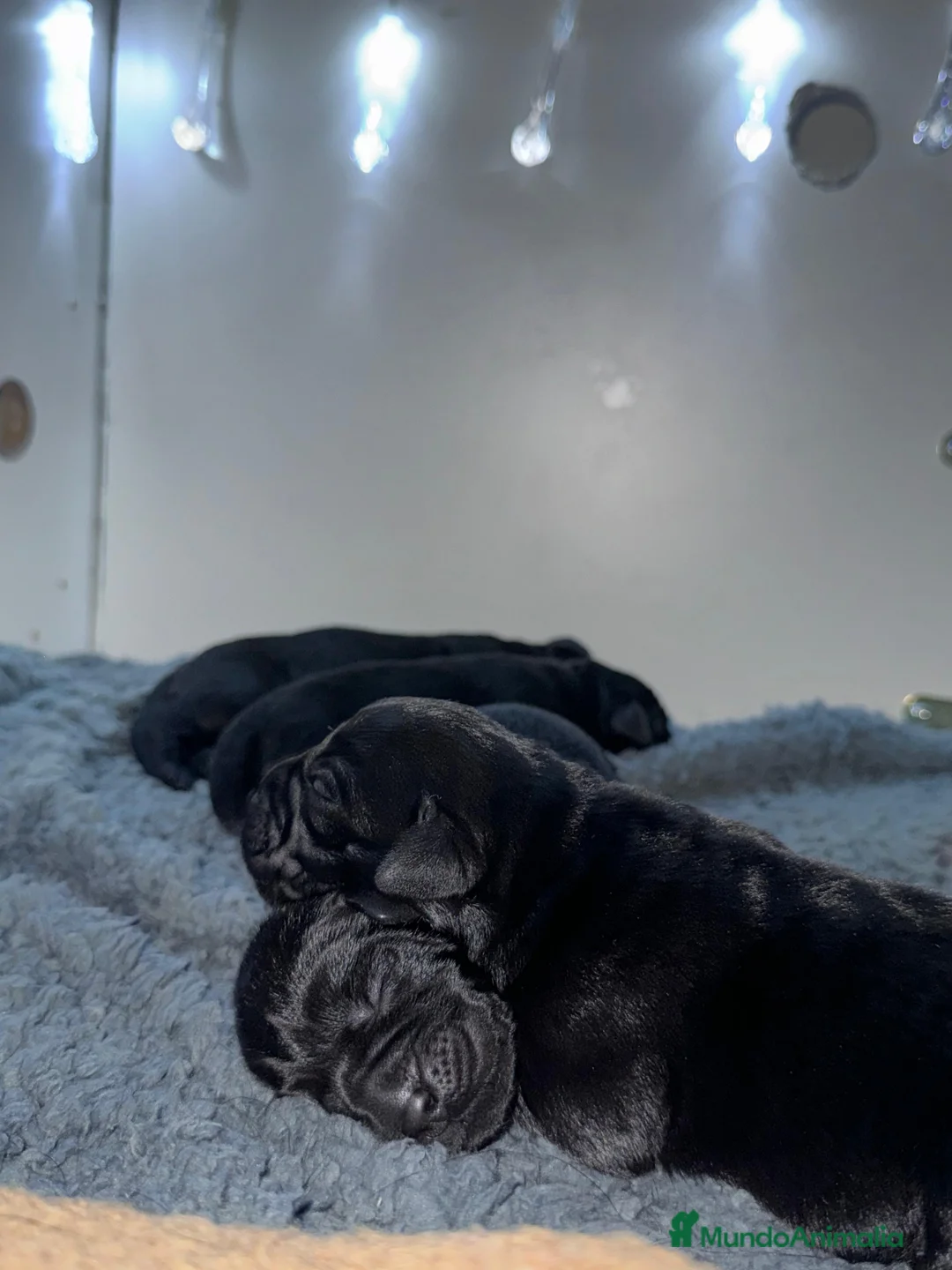 Labrador Retriever perros en venta: Impresionantes cachorros de labrador  - Anuncio 11