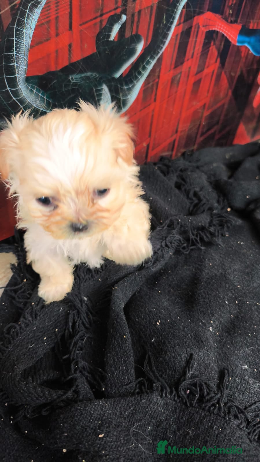 Raza Mixta perros Bichón maltés maltipoo - Anuncio 2