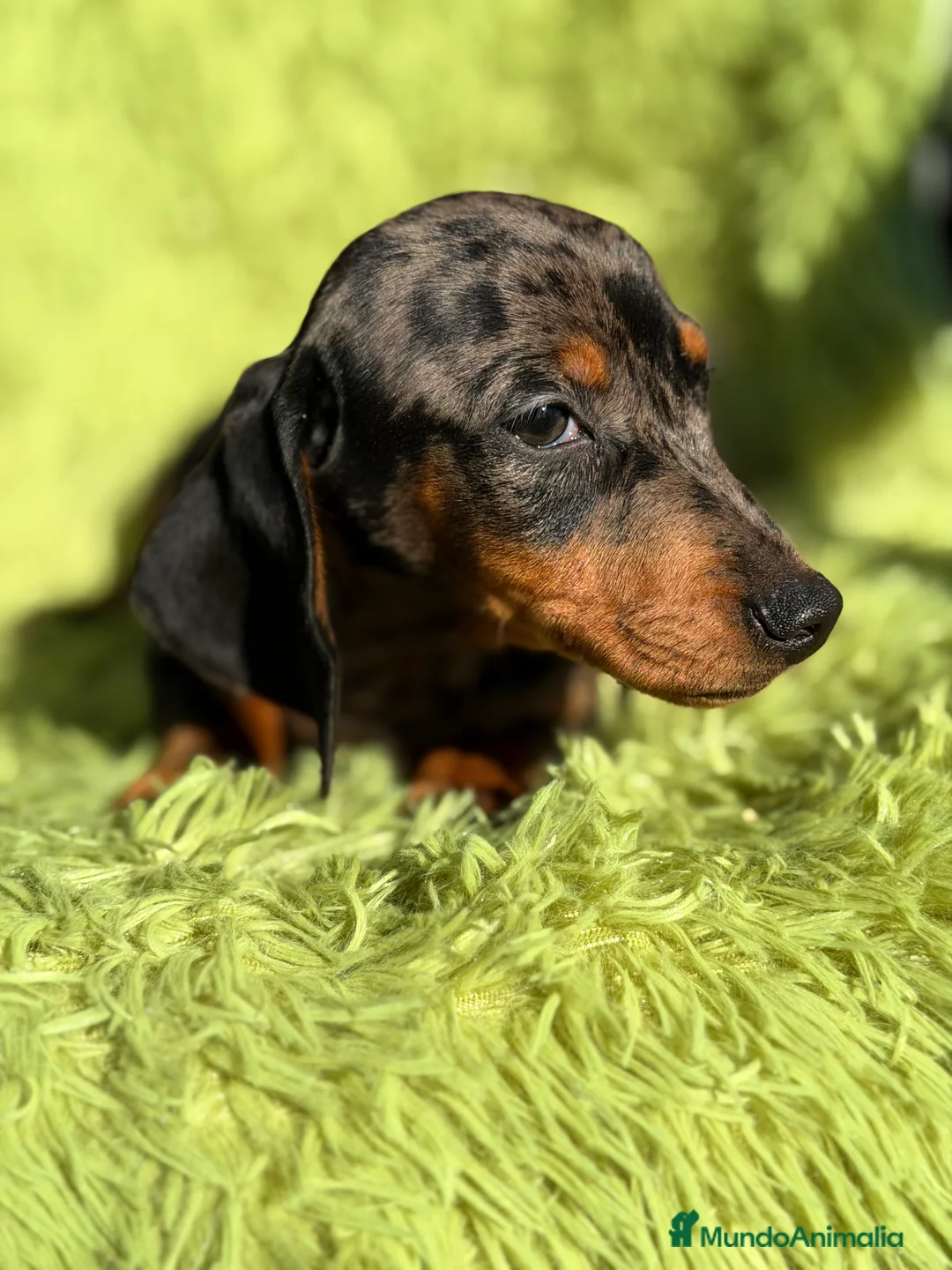 Teckel Miniatura perros en venta: Teckel miniatura Arlequin  - Anuncio 6