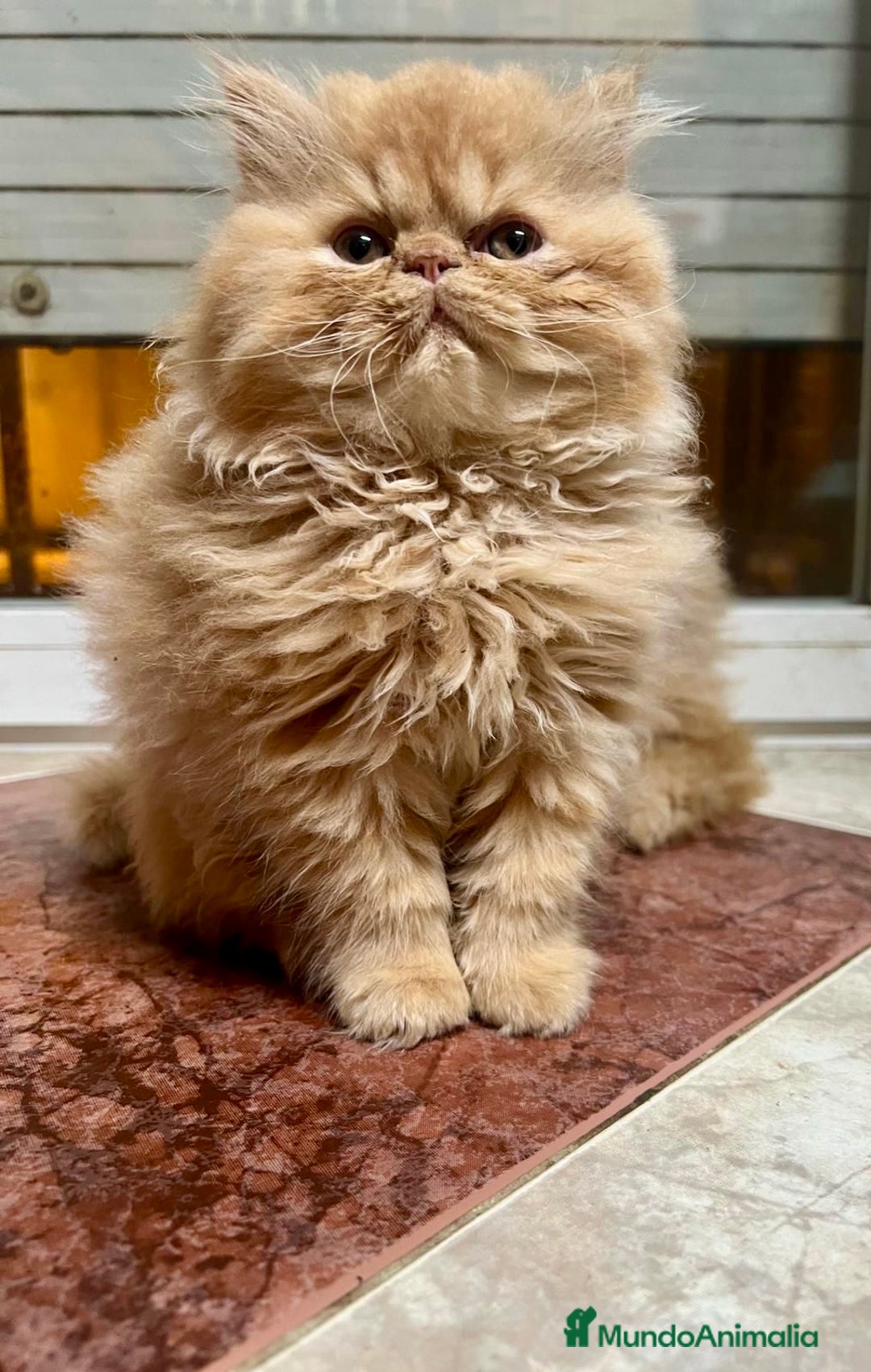 Persa gatos en venta: Gatitos persa chatos - Anuncio 1