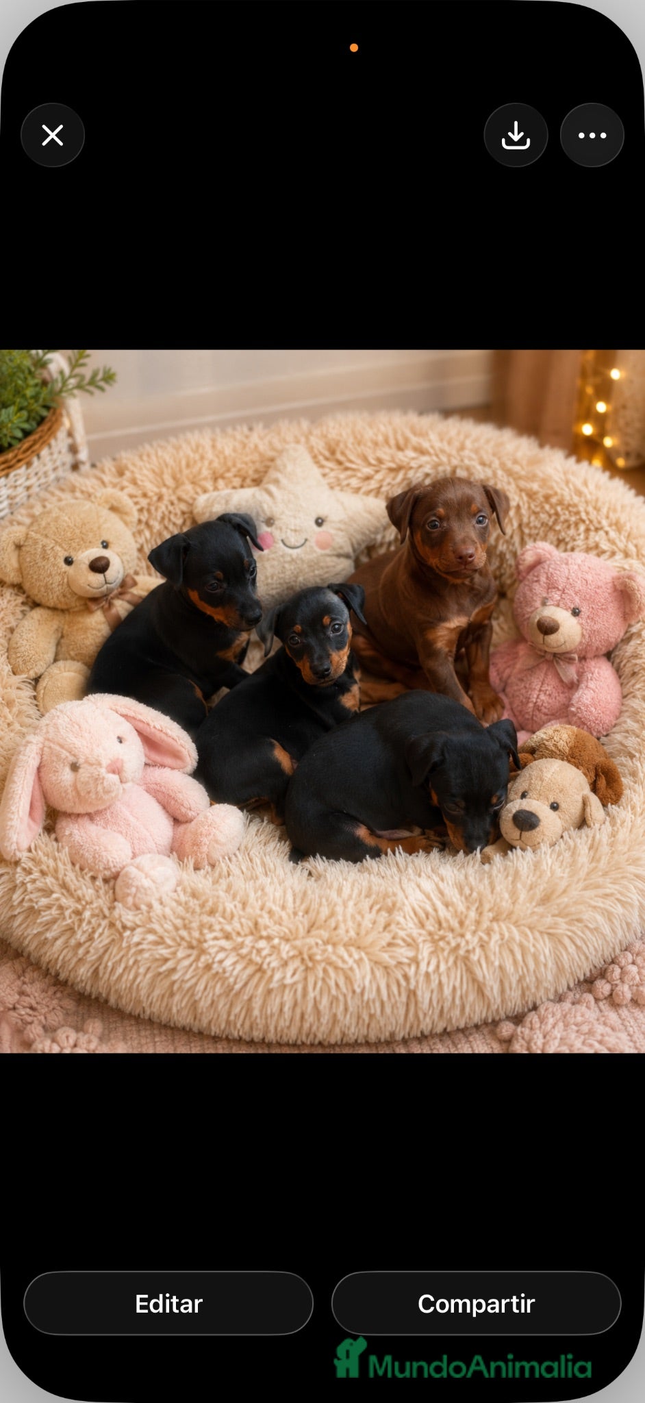 Pinscher Miniatura perros Mini pincher  - Anuncio 1