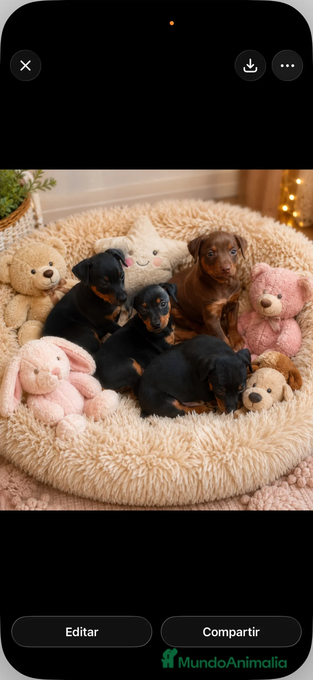 Pinscher Miniatura perros en venta: Mini pincher  - Anuncio 1