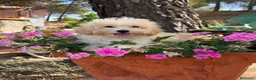 Maltipoo perros en venta: Maltipoo toy listo para entregar !!! - Anuncio 2